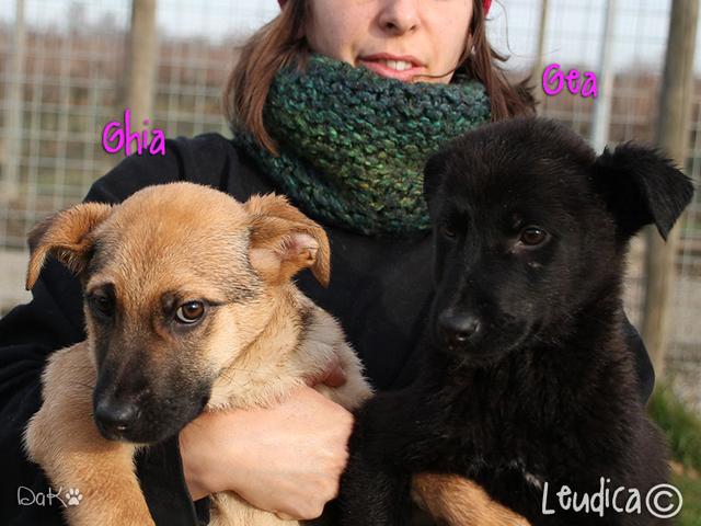 Gea e Ghia, adottate!